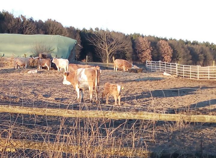 Strausenfarm Winkler